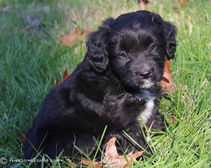 The Best AussieDoodle Puppies in the USA - AwesomeDoodle