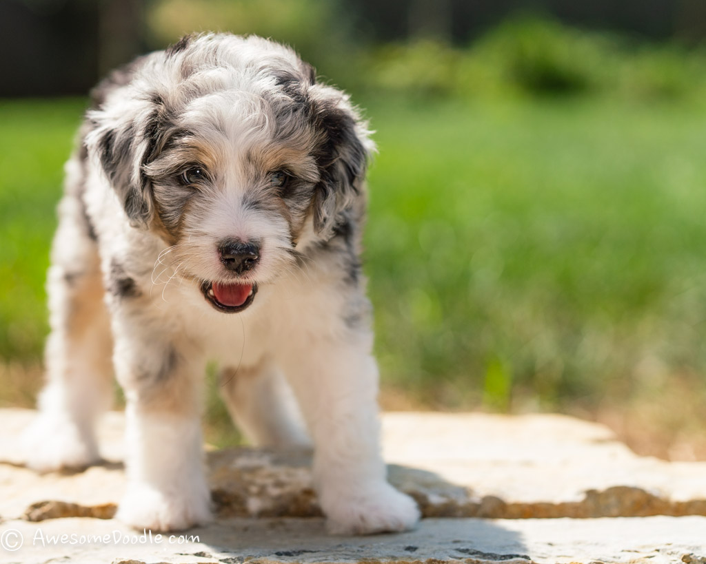 Is an AussieDoodle right for me? Should 