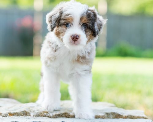 are aussiedoodle aggressive