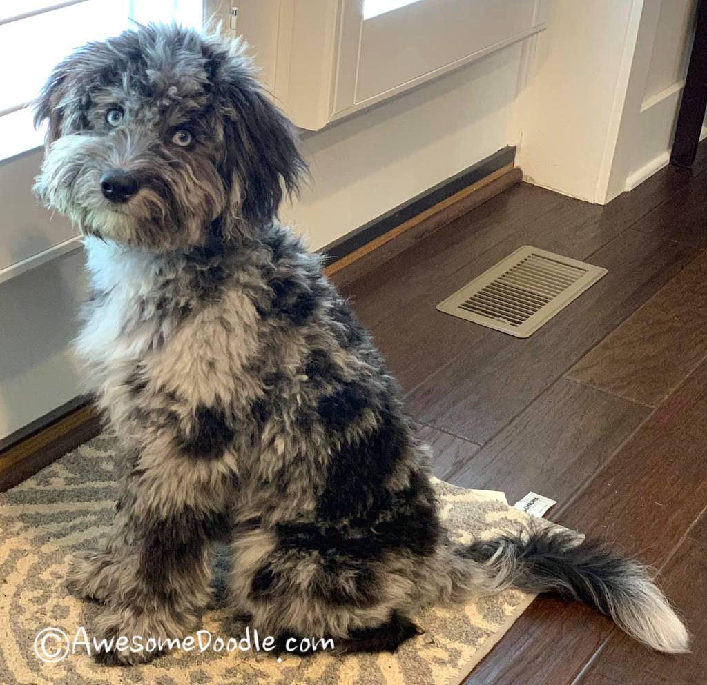 aussiedoodle tail