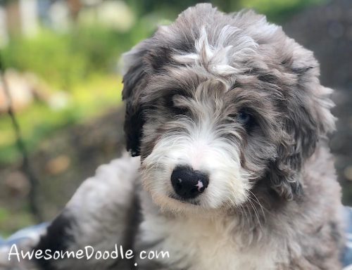 Puppyfind aussiedoodle sale