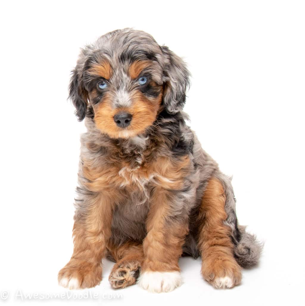 Mini AussieDoodle Puppies for Sale 