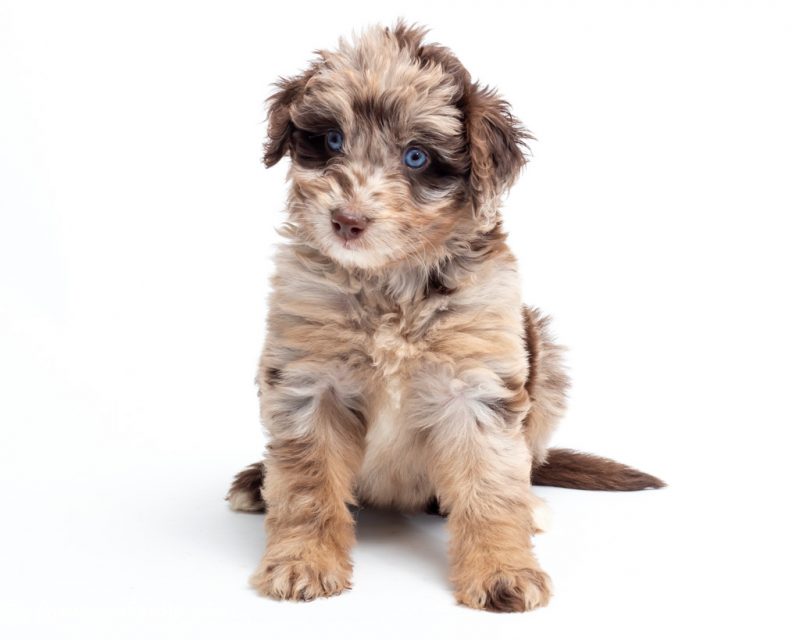 mini aussiedoodle red merle