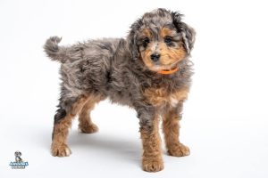 Dani 7wks 0678 300x200