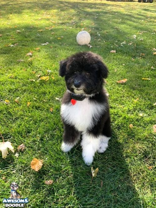 black and white aussiedoodle puppy with white chest