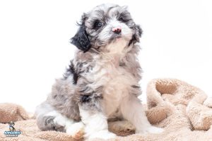Dodger7wks 7558 300x200