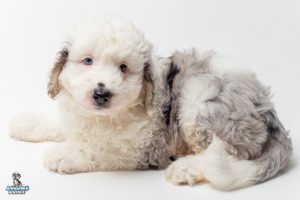 Gamgee7wks 4832 300x200