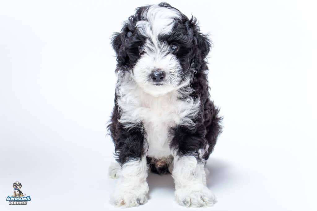 black bi color aussiedoodle