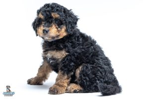 Bolt 7wks 0328 300x200