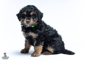Mable7wks 300x200
