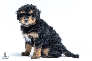 Ochie 7wks 0288 300x200