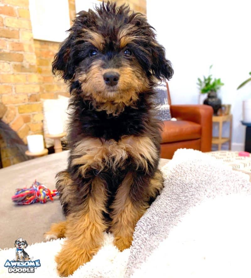 black phantom aussiedoodle puppy