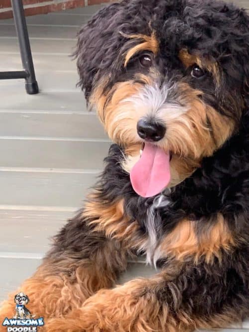 phantom aussiedoodle puppy with white