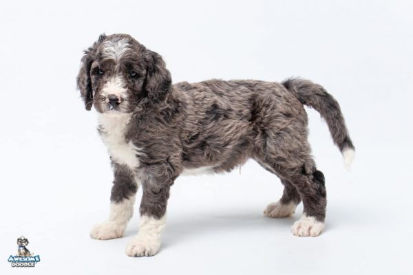 Blue Merle w White BerneDoodle Archives AwesomeDoodle