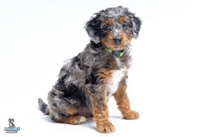 Bentley 7wk 0868 300x200