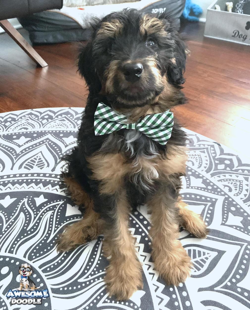 black phantom aussiedoodle puppy in a bowtie