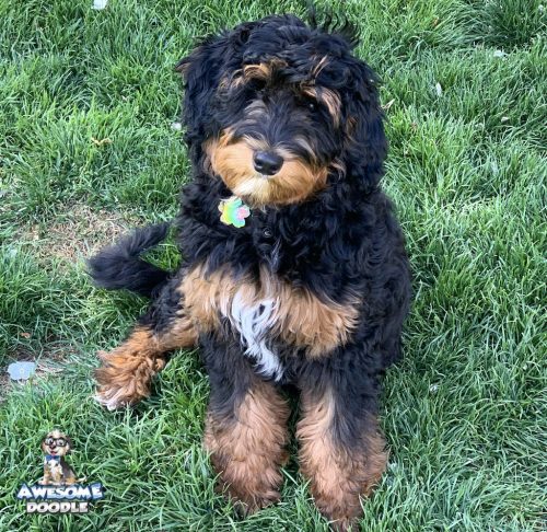 black phantom aussiedoodle with white chest