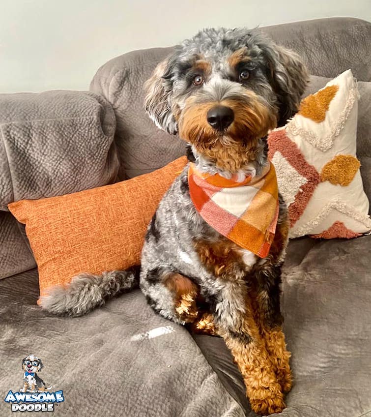 phantom blue merle aussiedoodle with dark copper ready for fall