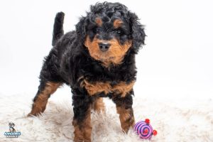 Prancer6wks 8532 300x200