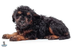 Ziggy 7wks 7717 300x200