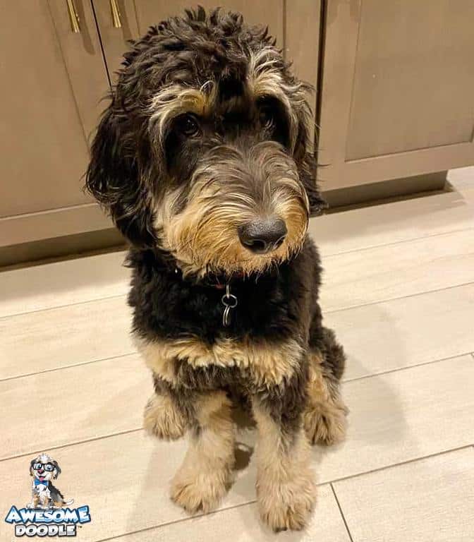 phantom aussiedoodle puppy with curly coat