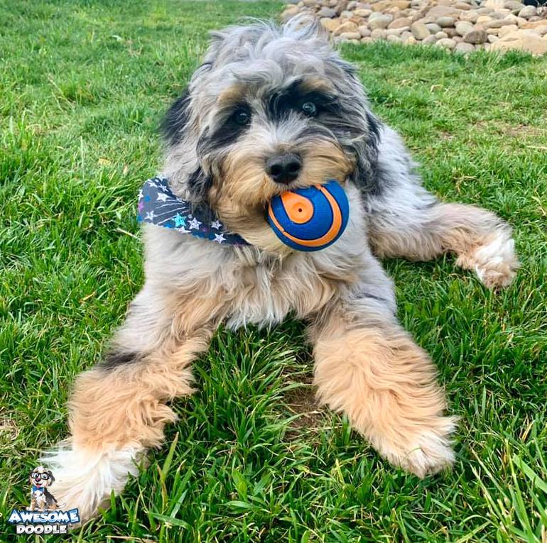 blue merle phantom aussiedoodle puppy with a ball