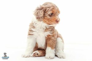 Charis 7wks 0275 300x200