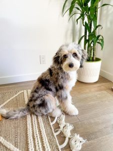 adult aussiedoodle