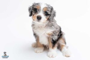 Cody7wks 1005 300x200