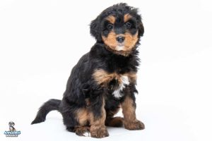 Copper 7wks 3939 300x200
