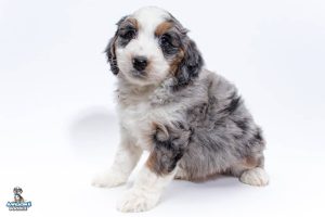 Pumba 7wks 9515 300x200
