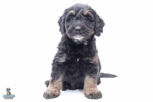 Ramsay 7wks 9351 300x200