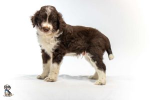 Bear 7weeks 0140 300x200