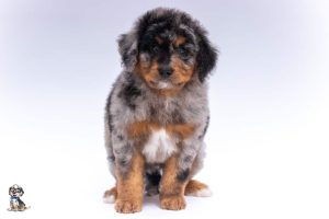 Bentley 7weeks 6209 300x200