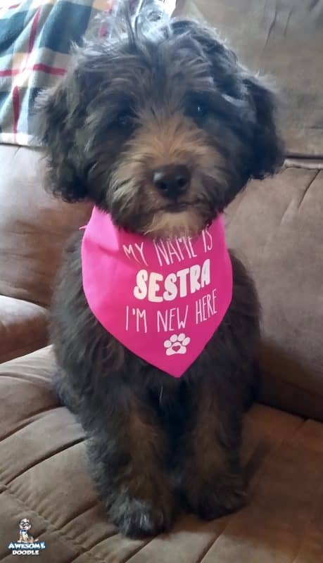 black tuxedo aussiedoodle puppy in bandana