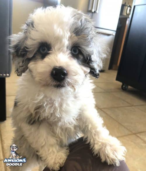 blue merle aussiedoodle with white copper and two blue eyes