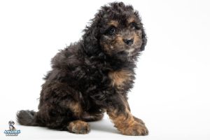 Clarence 7wks 0075 300x200