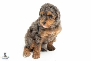 Luna 7wks 8622 300x200