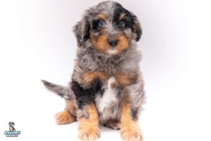 Moe 7wks 6048 300x200