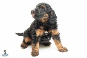 Twix 7wks 8614 300x200