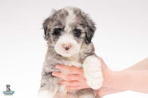 Vinny 6wks 6170 300x200