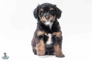 Abe7wks 5267 300x200