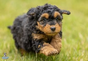 Bently7wks66 300x209