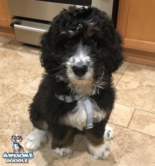 black tri bernedoodle puppy