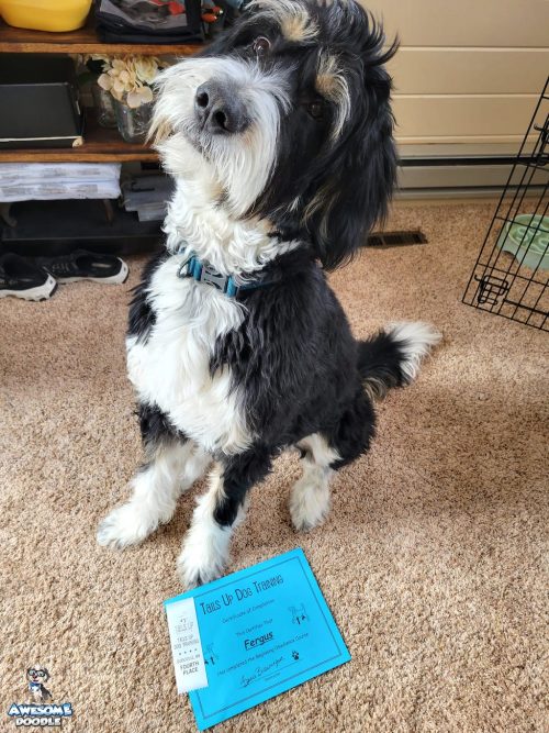 black tri bernedoodle with training certificate