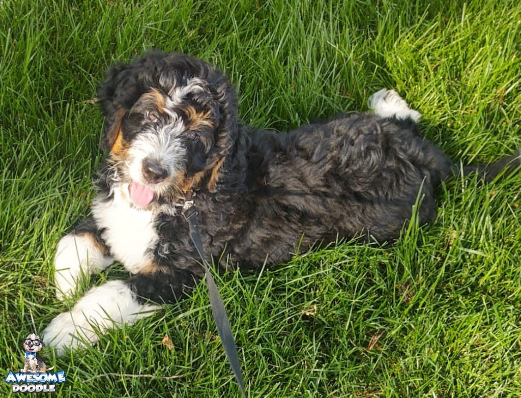 black tri bernedoodle puppy outside