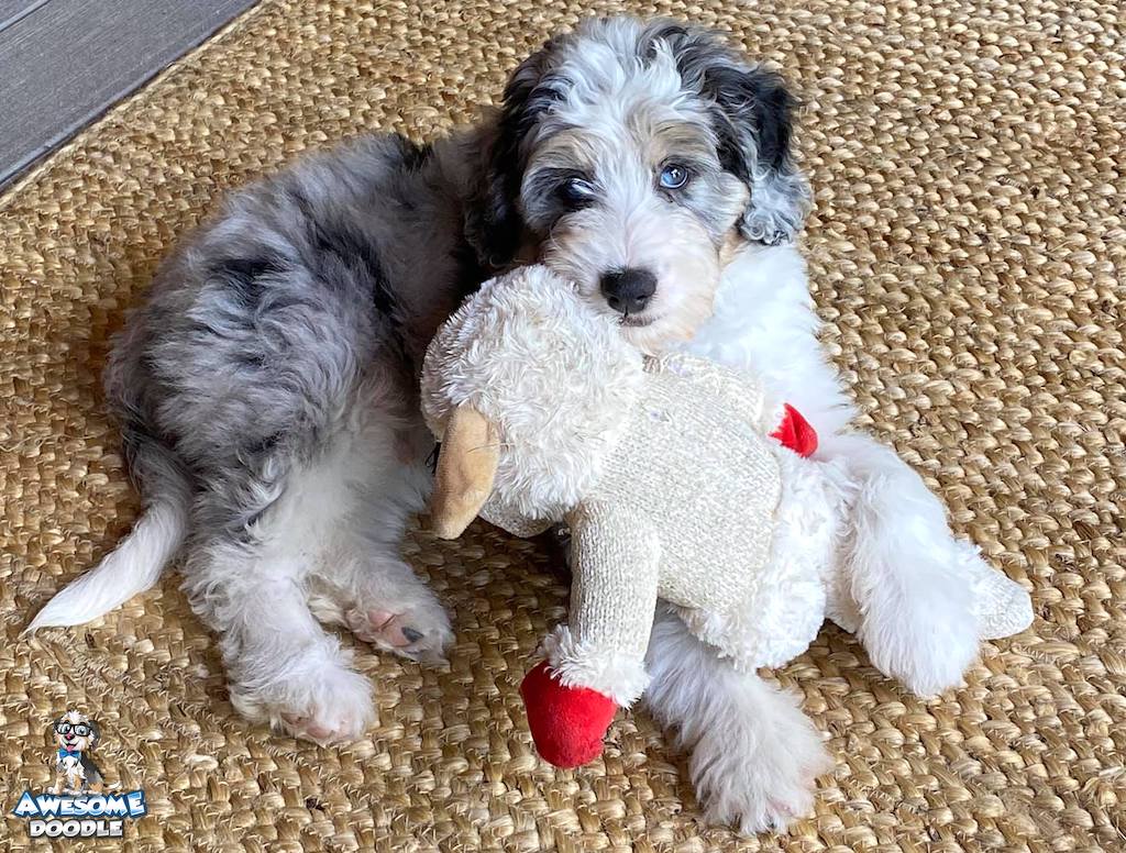 blue merle with copper aussiedoodle puppy with two blue eyes