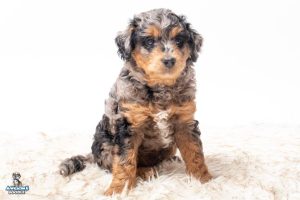 Brummie 7wks 9794 1 300x200
