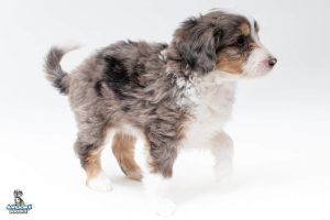 Fergus 7wks 5348 300x200