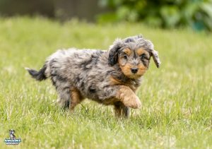 Lola7wks32 300x211